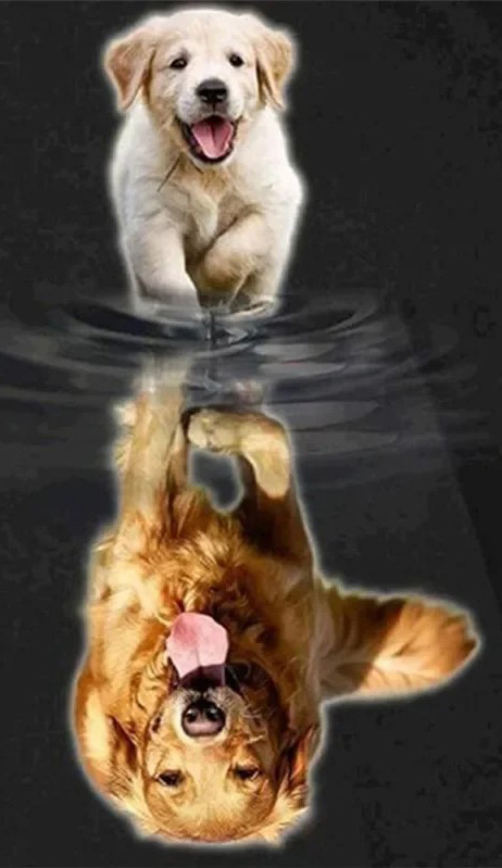 T-B3.2 GD79240 Diamond Painting Canvas 40x30cm - Painting 35x25cm Dogs