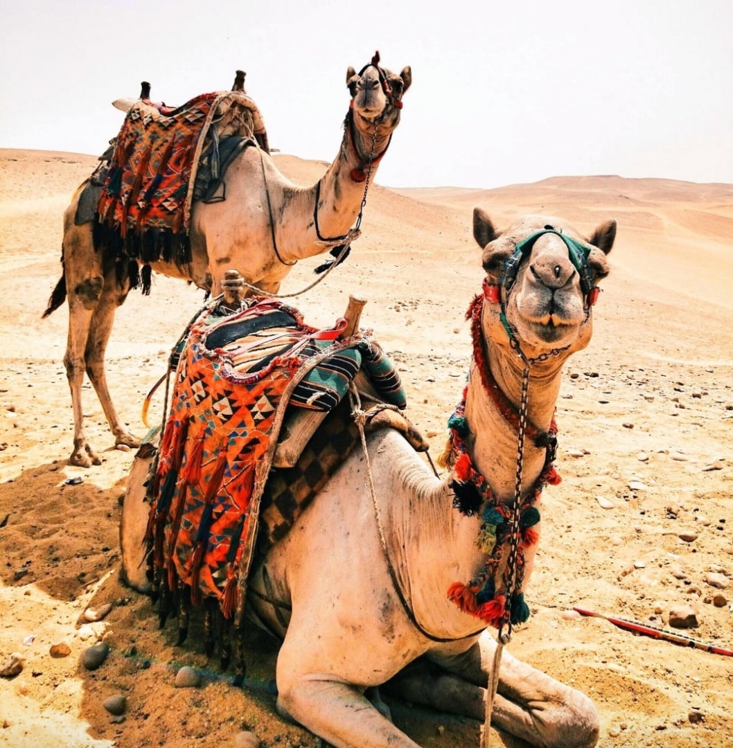 T-E6.1 GD81655 Diamond Painting Canvas 40x30cm - Painting 35x25cm Camels