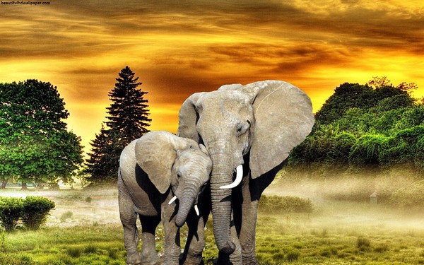 Q-N8.2 GD79054 Diamond Painting Canvas 40x30cm - Painting 35x25cm Elephant